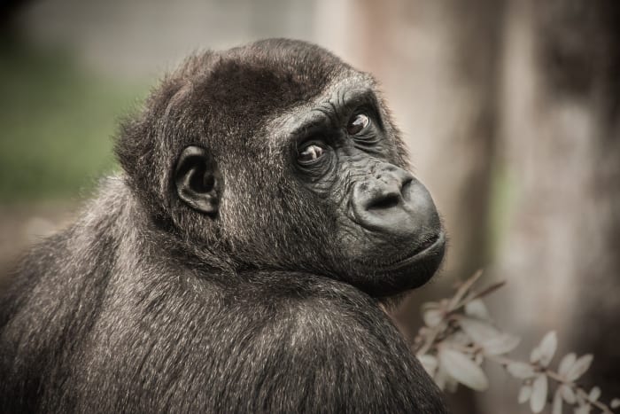 Φωτογραφία μέσω pixabayΟι χιμπατζήδες είναι διαβόητοι για τις μακριές και δυνατές κηλίδες τους. Τόσο δυνατά στην πραγματικότητα που οι ερευνητές χρησιμοποίησαν αυτά τα ακουστικά περάσματα αερίου για να βοηθήσουν στον εντοπισμό των χιμπατζήδων. Το αέριο που παράγουν οι χιμπατζήδες εξαρτάται πρωτίστως από τη διατροφή τους, με τα φρούτα να παράγουν τα πιο μυρωδάτα βελάκια από τα φύλλα και τα σύκα που είναι η ρίζα των απόλυτα μυρωδιών κουνάκια.