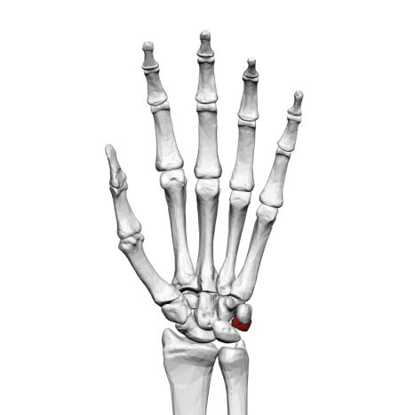 Til venstrehåndet: Chancen for at en venstrehåndet person bliver dræbt ved hjælp af en højrehåndet genstand er 1 ud af 4,4 millioner.