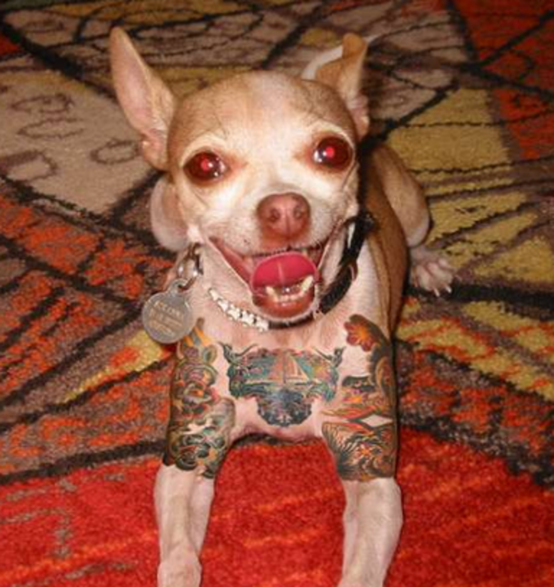 Lemmikkien tatuoinnit, lemmikkien tatuointiideat, koiran tatuoinnit, kissatatuoinnit, lemmikkilävistykset, lemmikkien tatuoinnit, eläinten oikeudet, tatuointilait, New Yorkin tatuointilait, New Yorkin kielto lemmikkien tatuoinnista, PETA, Ernesto Rodriguez, National Dog Registry, suojatatuoinnit, eläinlääkäri tatuoinnit lemmikit, suojatatuoinnit lemmikit, Mistah Metro, Linda Rosenthal, Andrew Cuomo, muste
