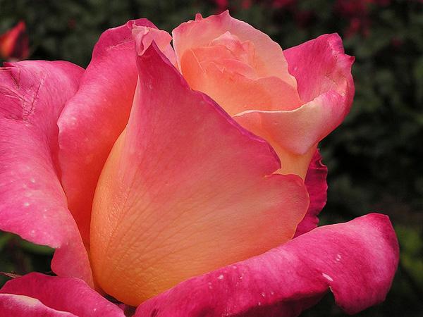 Kuva vaaleanpunaisista ruusuista