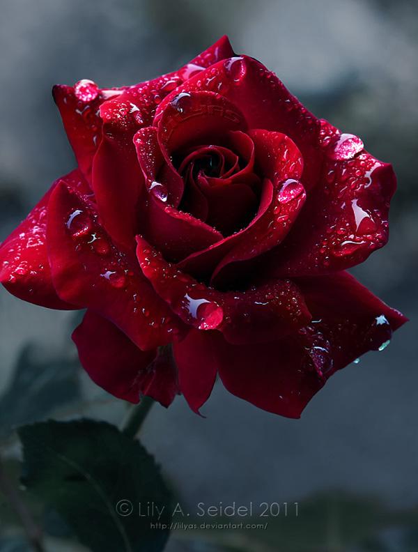 Rose i dyb rød farve