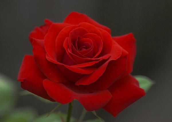 En rød rose