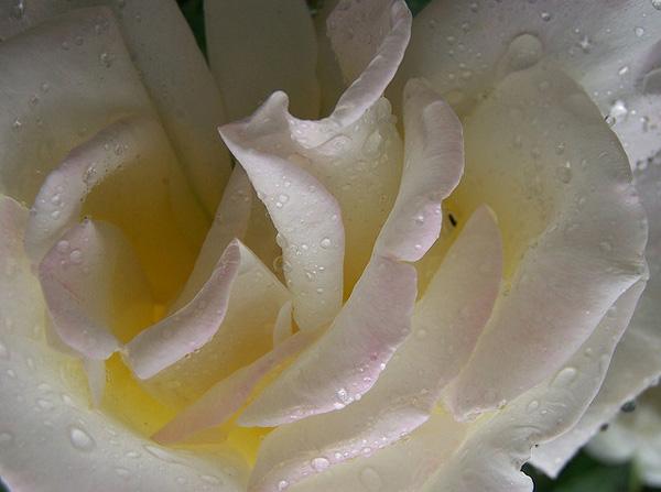 Hvid rose med regndråber billede
