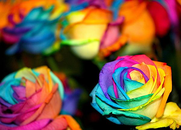 Rainbow Rose billede