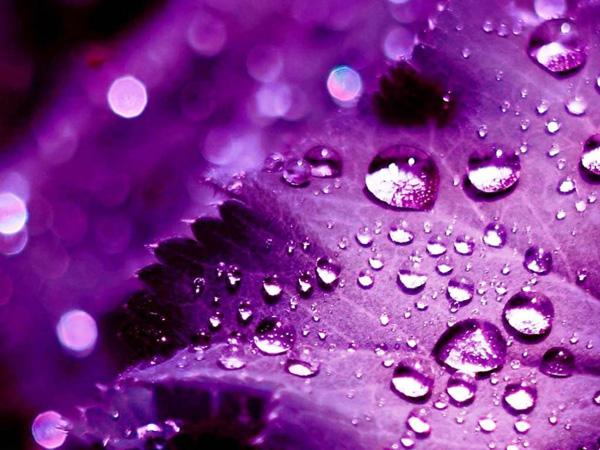 3D -vesipisarat lehtiin violetilla bokeh -tyylillä