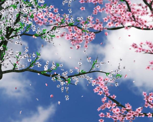 Kaunis kirsikankukka tausta