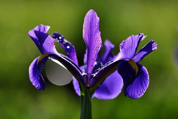 Hollandsk iris billede