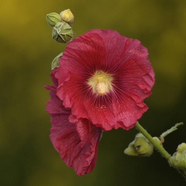 Stokroos stokrose Alcea rosea