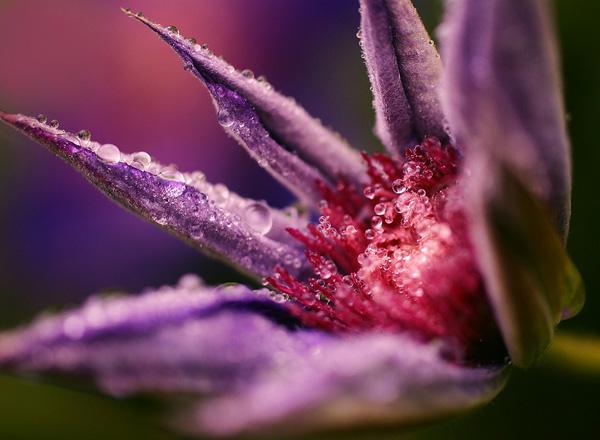 Clematis / Læderblomst