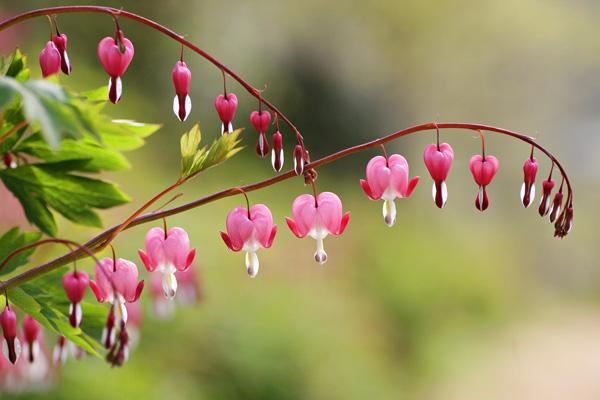 Blødende hjerte blomst billede