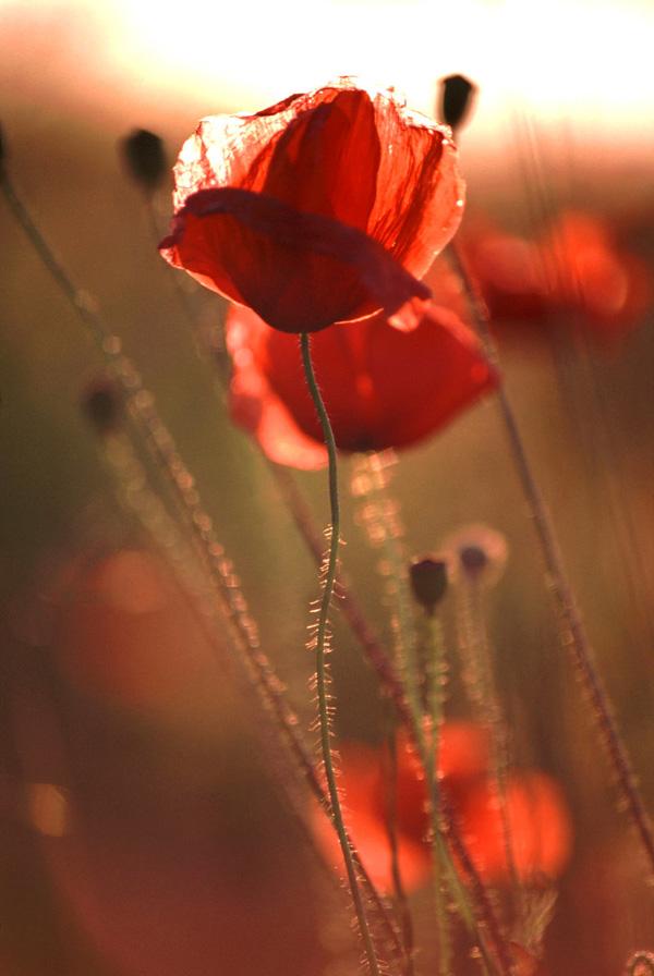 Valmue blomst billede