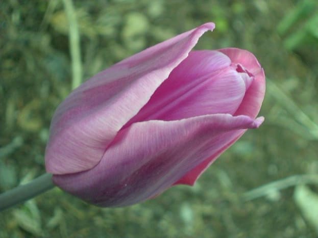 Georgia O’Keefe teki itsestään ja kuvistaan ​​kukista kuuluisia ampumalla ne siten, että ne muistuttivat hämmästyttävän naisen emättimestä. Siitä lähtien lukemattomat maalarit ja valokuvaajat ovat seuranneet hänen esimerkkiään. Ei kuitenkaan voida kiistää, että tämä on erittäin suosittu ja haluttu emättimen tyyli, ja se tapahtuu, kun pienet häpyhuulet ja suuret häpyhuulet luovat kukkien terälehtiä muistuttavia taitoksia.