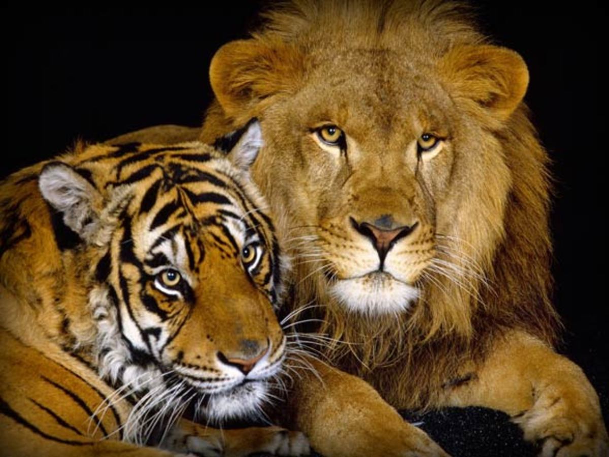 Lion_vs_tiger_3