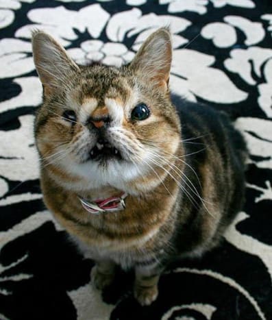Otettuaan suojan Quasi, söpö ruma kissa, hänen uusi omistajansa käytti Quasin valokuvia kerätäkseen varoja eläinsuojille. Huomautus: Kukaan ei virallisesti tiedä Quasin 