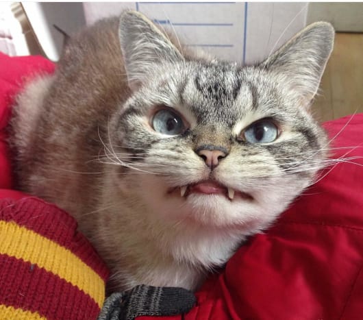 Hänen uuden ihmiskumppaninsa Katin näytti olevan vampyyri, ja hän lähettää viileitä kuvia Lokista instagram -tilille @loki_kitteh.