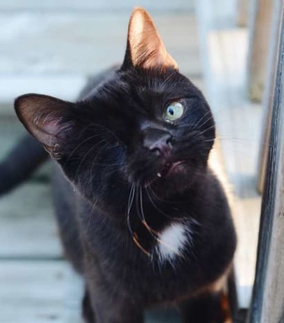 Valokuva miau -postauksen jälkeen Kuuden kuukauden odottamisen jälkeen tämä kisu adoptoitiin lopulta ja hänen uusi omistajansa päätti antaa hänelle nimen Wesley.