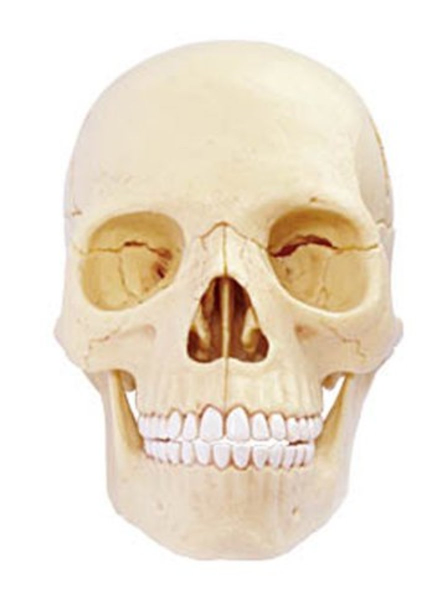 Fås på INKEDSHOP.COM: Anatomy Skull af Black Label