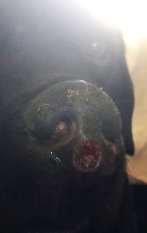 Kuva: Lorne Campbell / Guzelian Bo, kymmenvuotias musta Labrador, jolla oli syöpä nenäänsä. Häneltä poistettiin kasvain, mutta myös suuri osa nenästä. Hänen omistajansa Paddy Morrall Oakworthista, Länsi -Yorkshiresta, sanoo, että monet ihmiset näyttävät nyt mopilta. COLLECT PICTURE näyttää osan kasvaimesta nenäänsä. KUVA KOPIOITU torstaina 23. elokuuta 2018