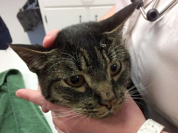Biggie löydettiin 12 mailin päässä kotoaan ja pelasti eläinten rakastaja, joka toi hänet eläinlääkäriin.