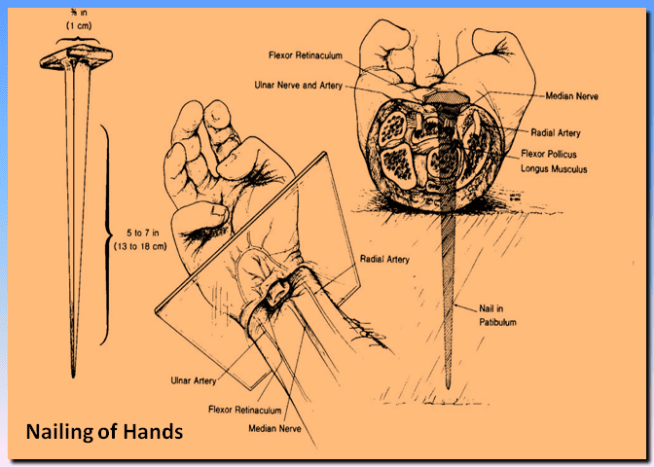 Foto via mudpreacher Forskere mener, at neglene faktisk ville blive drevet gennem dine håndled i modsætning til dine håndflader, og det ville have været af to grunde. En - fordi håndfladen kan rive gennem håndfladen, og personen ville falde fra korset. To - det ville være meget mere smertefuldt at sende et søm selvom dine håndled.