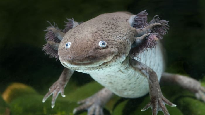 Ένα θηλυκό άξονα τύπου axolotl (Ambystoma mexicanum). Αυτές οι σαλαμάνδρες χρησιμοποιούνται ευρέως σε ερευνητικά εργαστήρια σε όλο τον κόσμο, σε μικρό βαθμό λόγω του γεγονότος ότι έχουν εκπληκτική αναγεννητική δυνατότητα. Στο φυσικό τους περιβάλλον, απειλούνται με εξαφάνιση.