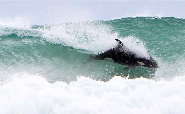 12nov10 - Orca hvalp surfer i Sandy Bay, Northland, NZ. BILLEDE/Copyright Michael Cunningham OBLIGATORISK: Fotokredit, INGEN beskæring, INGEN Billedhåndtering, KUN bruges med tilladelse fra fotograf/Michael Cunningham.