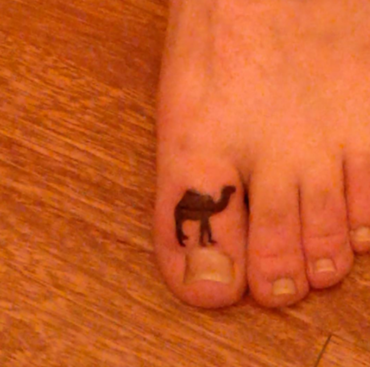 kamel-på-tå-tatovering
