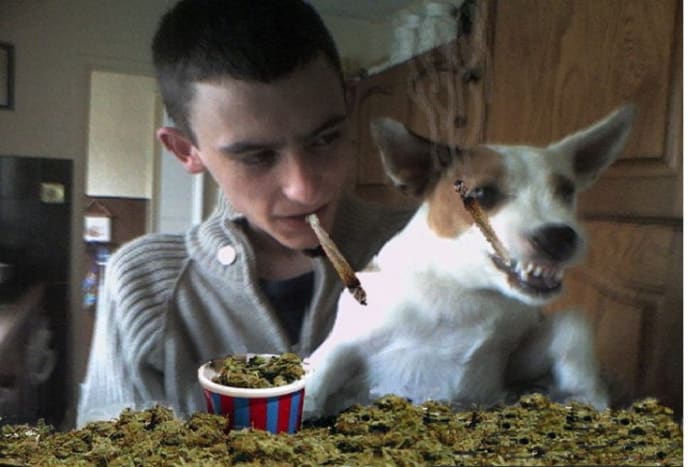 Marihuana -røg kan også få hunde til at få 