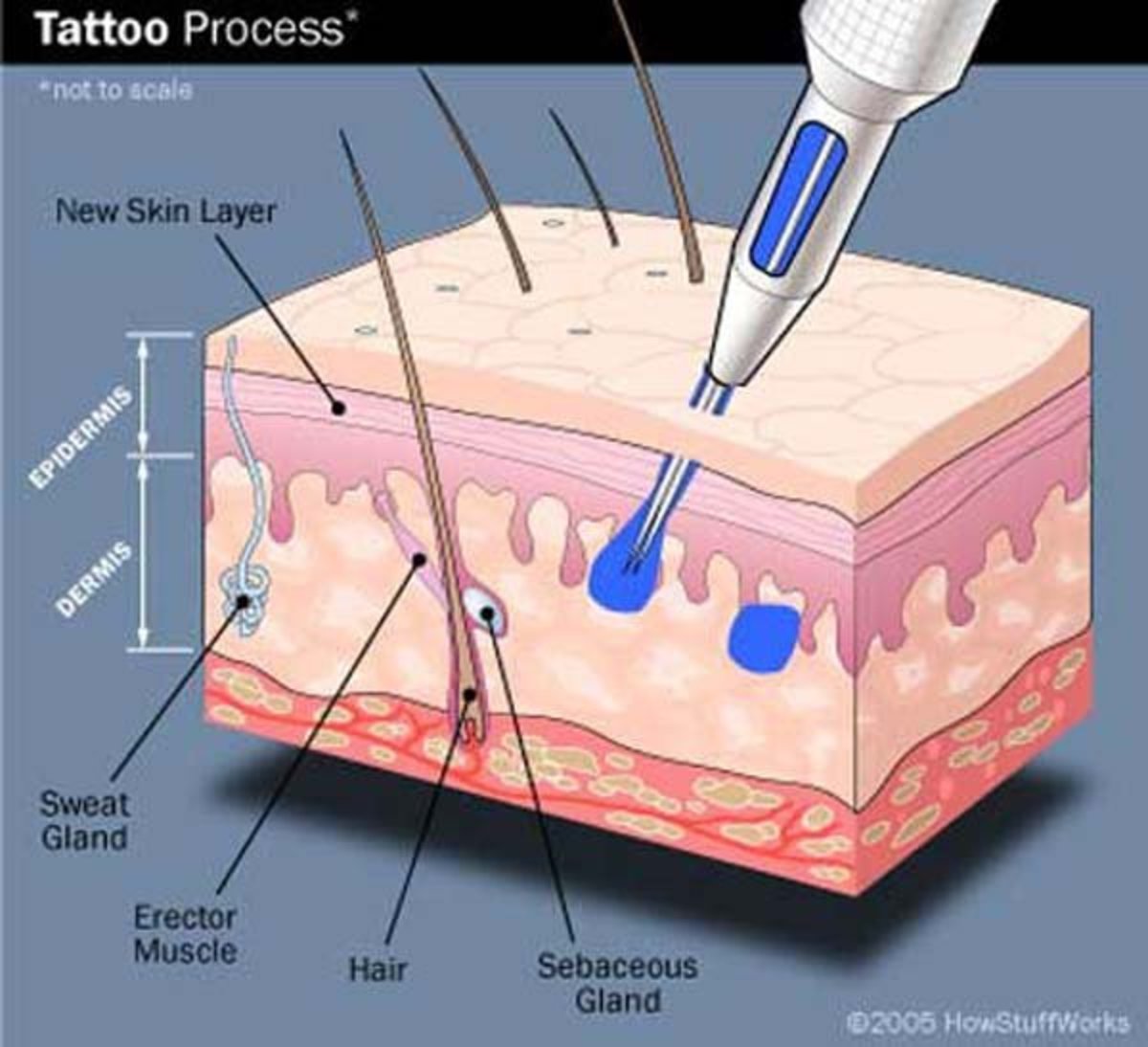 tatovering-diagram-1