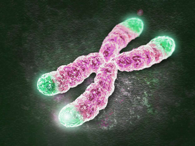 Det blev opdaget fra de blodprøver, der blev indsamlet, at de kvinder, der havde sex med deres partnere mindst en gang i testugen, havde betydeligt længere telomerer - beskyttelseskappe på DNA -tråde og den del af en celle, der var ansvarlig for ældning. Mens dem, der ikke havde sex, havde betydeligt kortere telomerer.