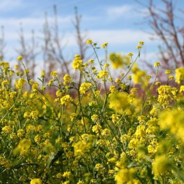 Espécies e variedades incríveis de forsítia – um arbusto de floração dourada